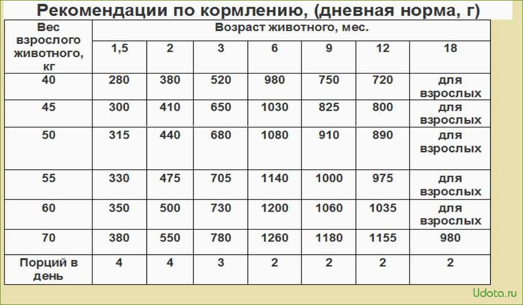 Что можно давать собаке и как правильно составить рацион