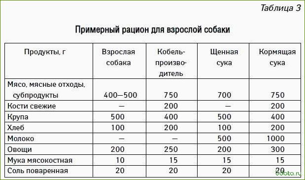 Что можно давать собаке и как правильно составить рацион