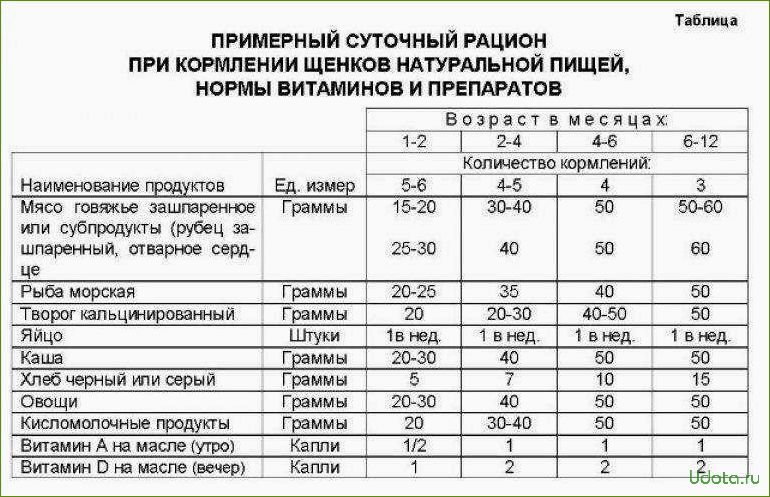 Что можно давать собаке и как правильно составить рацион