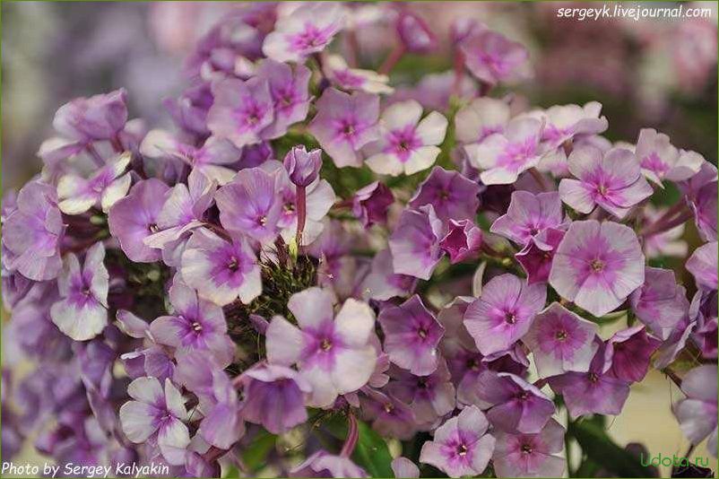 Флокс жуковский. Флокс метельчатый дымчатый. Флокс метельчатый Чюрленис. Флокс дымчатый Гаганова. Флокс Ладога.