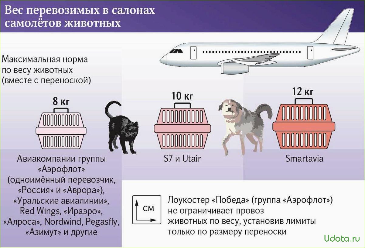 Как перевозить домашних животных в самолете в 2023 году