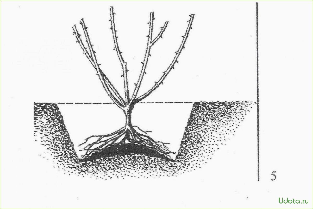 Как посадить розы с закрытой корневой системой: полный мастер-класс в фотографиях