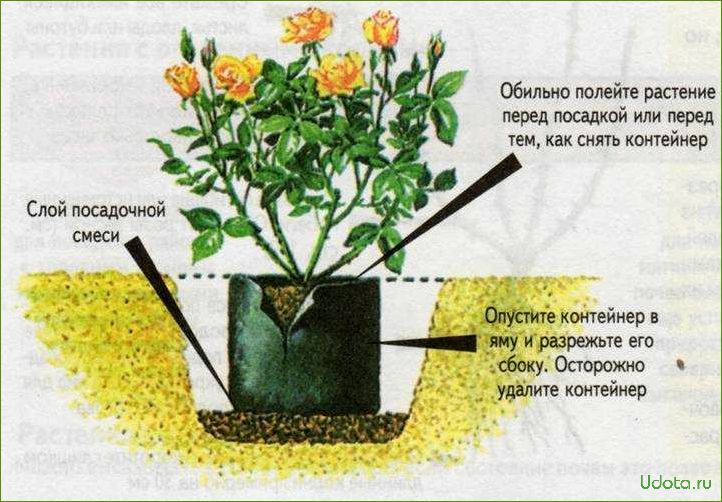 Как посадить розы с закрытой корневой системой: полный мастер-класс в фотографиях