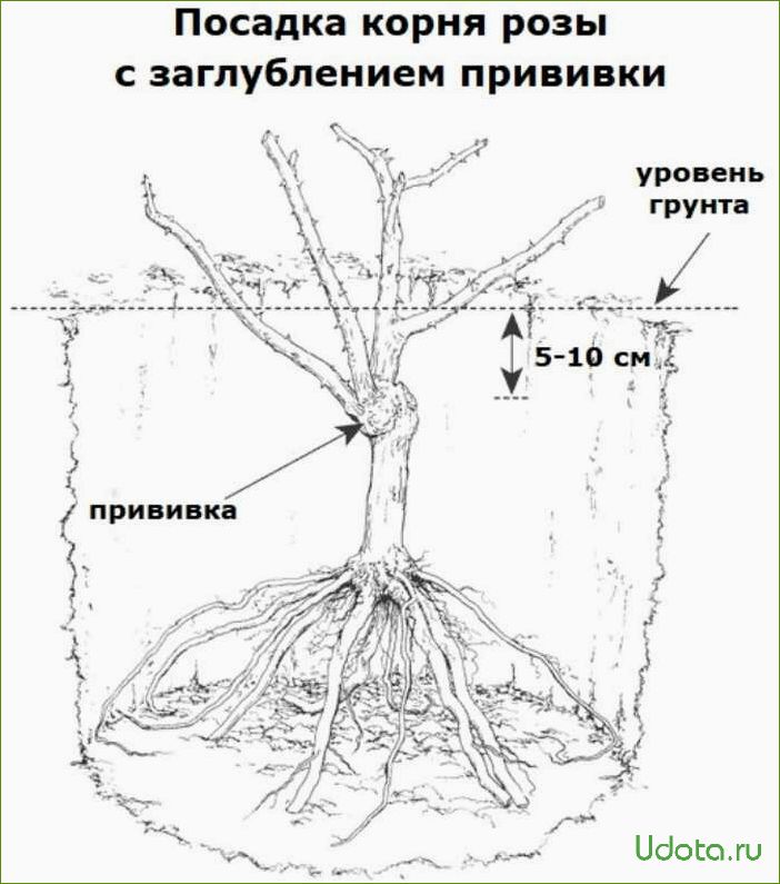 Как посадить розы с закрытой корневой системой: полный мастер-класс в фотографиях