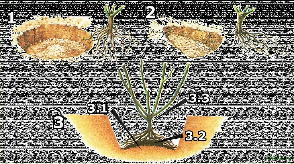 Как посадить розы с закрытой корневой системой: полный мастер-класс в фотографиях