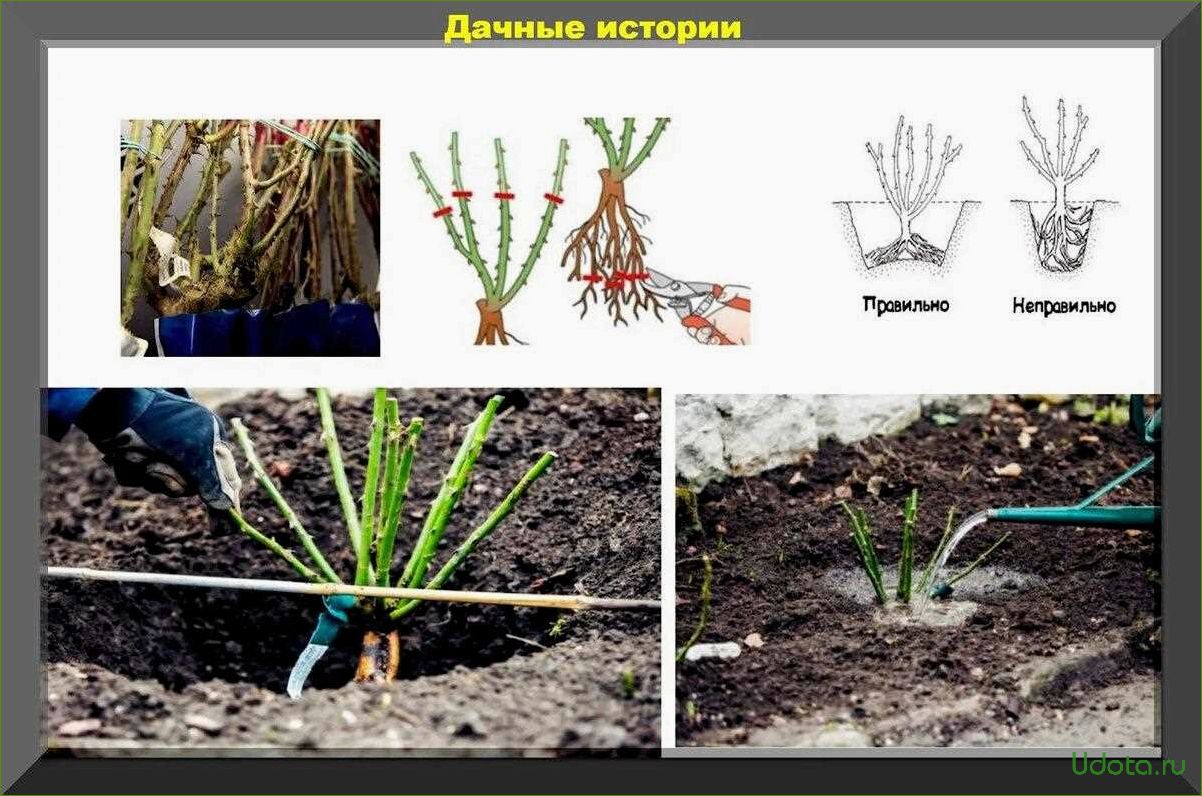 Как посадить розы с закрытой корневой системой: полный мастер-класс в фотографиях