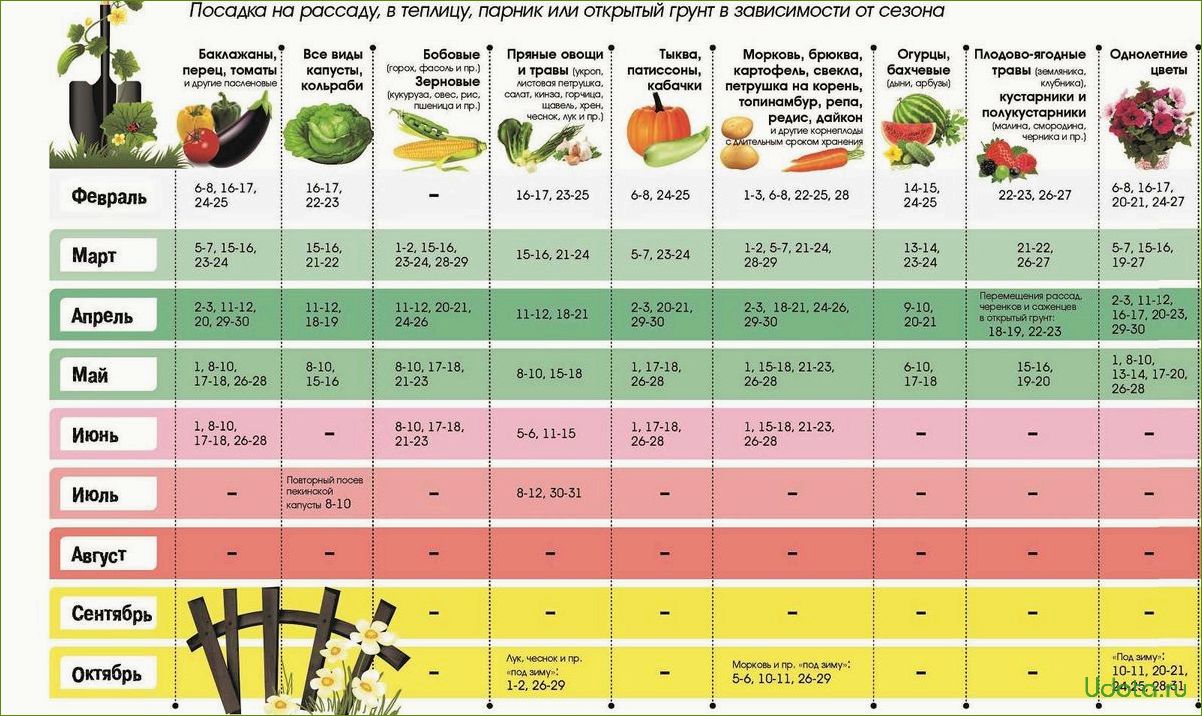 Овощи, которые можно сажать в июле