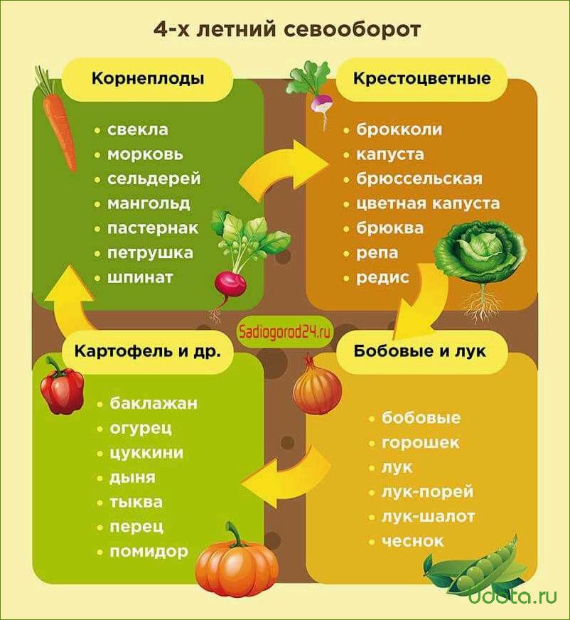 Овощи, которые можно сажать в июле