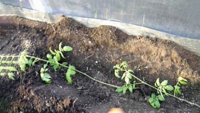 Как подготовить переросшую рассаду к выезду на дачу