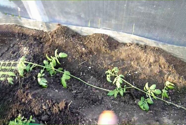 Как подготовить переросшую рассаду к выезду на дачу