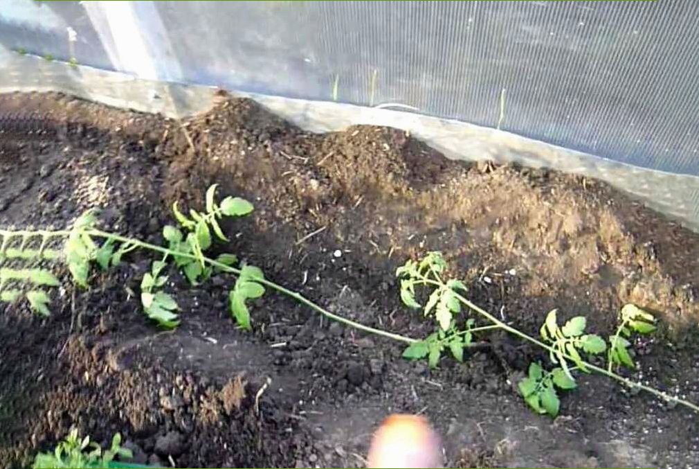 Как подготовить переросшую рассаду к выезду на дачу