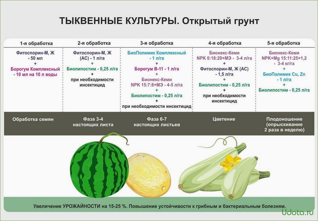 Советы по правильной посадке огурцов, дынь, тыкв и кабачков в грунт