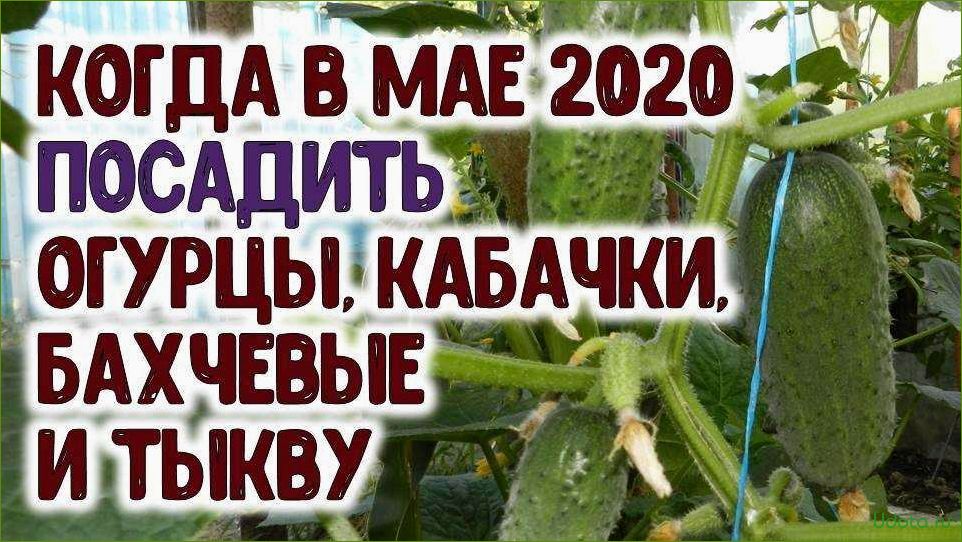 Когда можно сажать огурцы в мае 2024. Когда сажать кабачки и огурцы. Благоприятные дни для посадки в мае огурцов. Тыква на рассаду в мае. Календарь посадки кабачков.