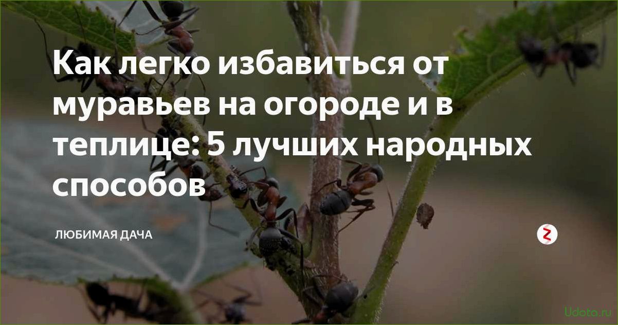 Как прогнать муравьев с участка: профилактика, народные и профессиональные методы борьбы с вредителями