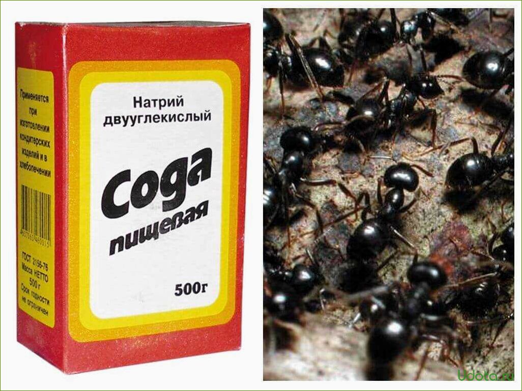 Чем избавиться от муравьев на огороде. Средство для муравьев. Средство для борьбы с муравьями. Против муравьев в огороде средства. От муравьев на огороде.