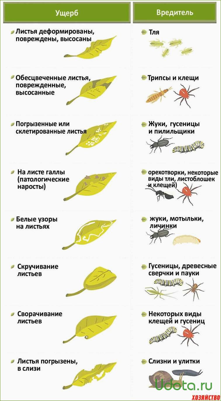 Основные вредители декоративных многолетников