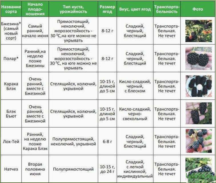 Какую температуру выдерживает цветущая яблоня