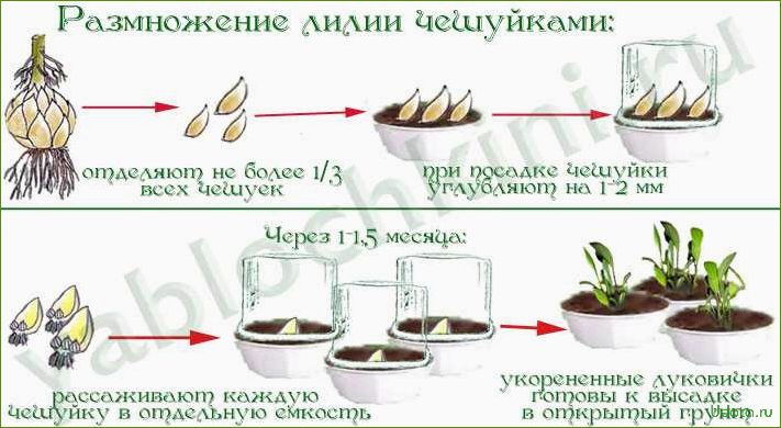 Размножение лилии чешуйками