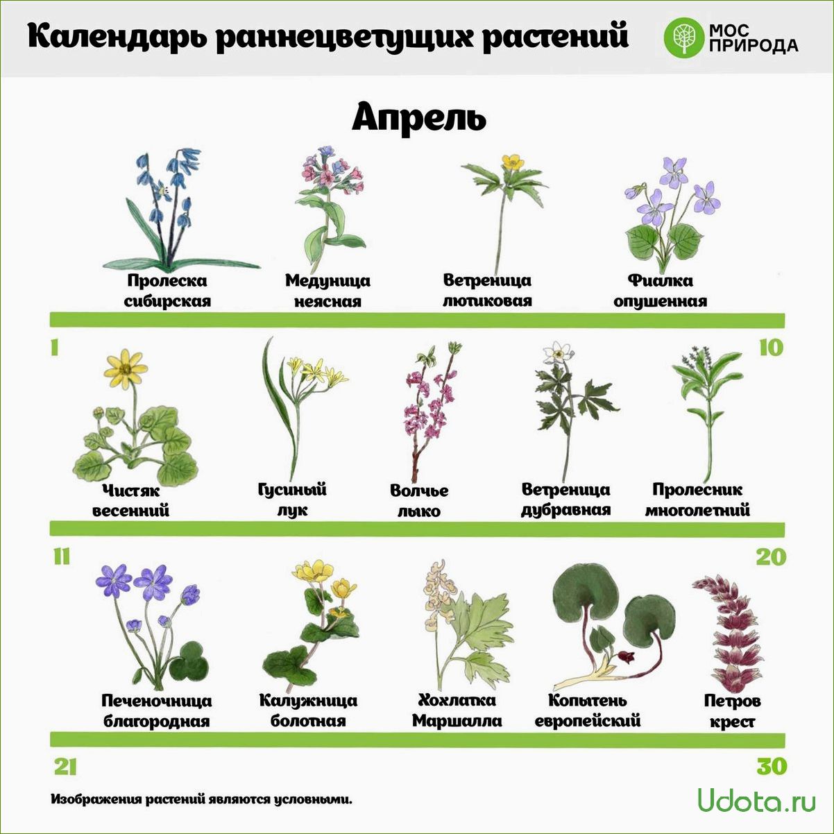 Семена цветов, которые можно собрать и сохранить до следующего сезона