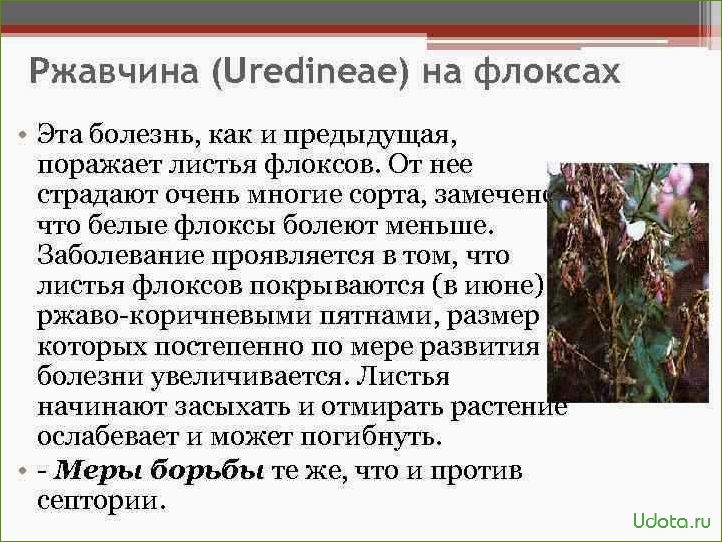 Основные болезни флоксов: как опознать и как лечить