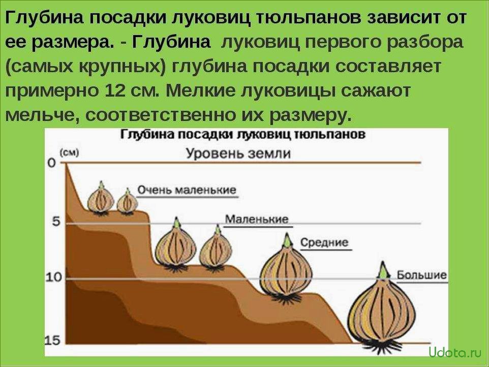 Все правила выгонки тюльпанов в домашних условиях