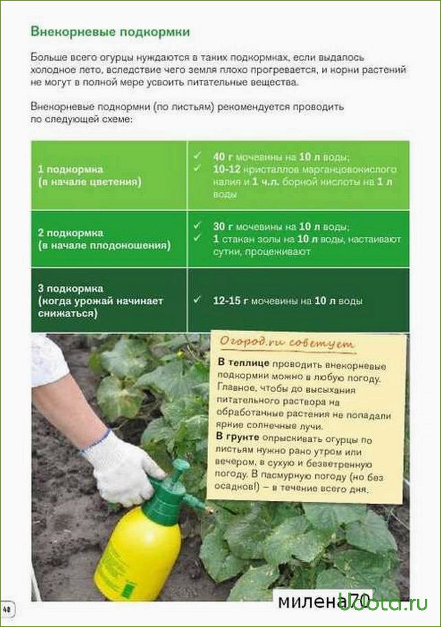 Внекорневая подкормка огурцов мочевиной. Схема подкормки огурцов в теплице. Удобрения подкормки рассады огурцов в грунте. Схема удобрения огурцов. Схема удобрения томатов.