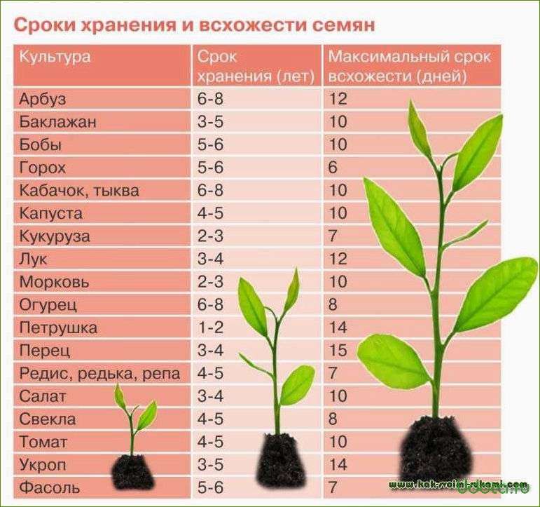 Какие старые семена можно выкинуть, а какие посеять: советы опытных огородников