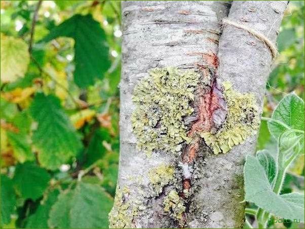 Лишайник на деревьях: причины появления и способы борьбы