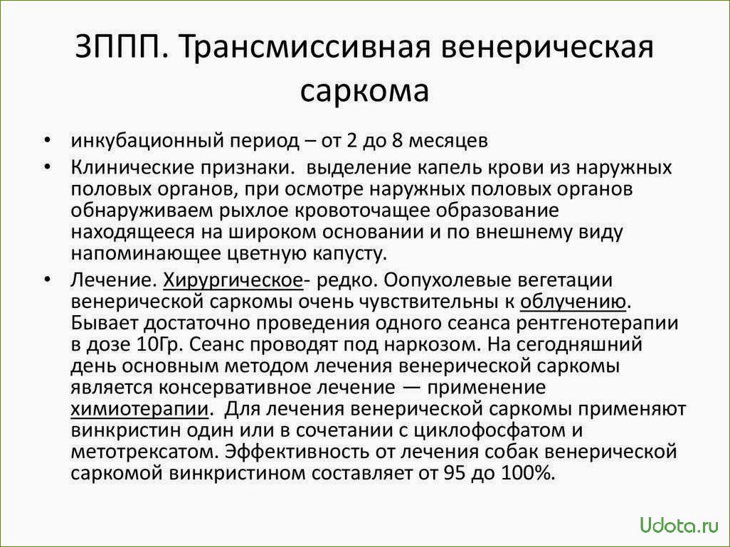 Венерическая саркома у собаки: как защититься и что делать