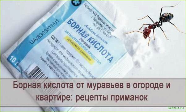 Как прогнать садовых муравьев навсегда: топ-5 рецептов с борной кислотой