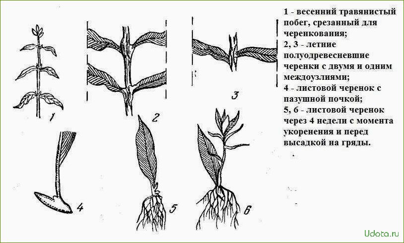 Как размножить флокс кусочком стебля: подробная инструкция