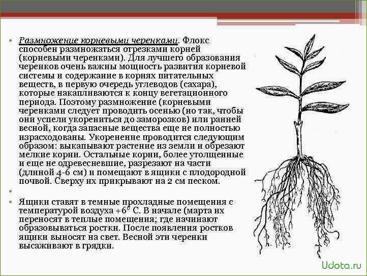 Как размножить флокс кусочком стебля: подробная инструкция