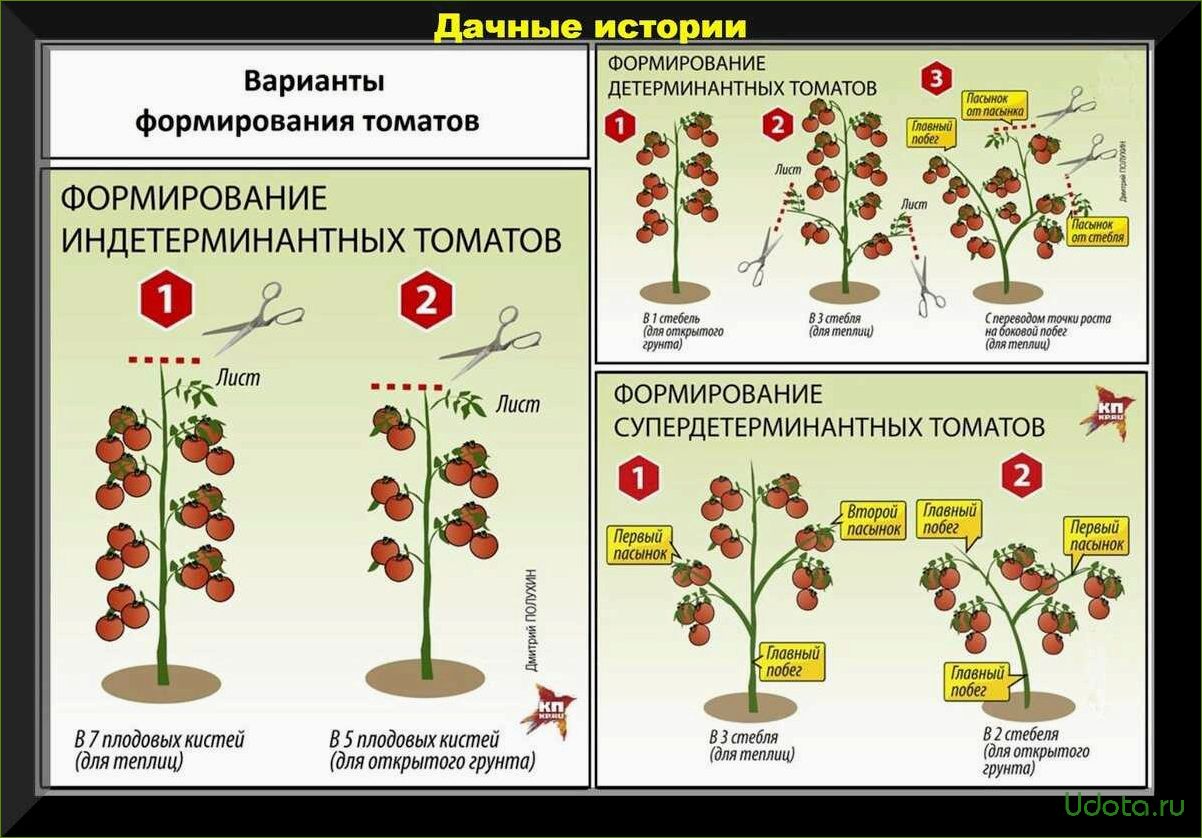 Как вырастить помидор весом 1,5 кг и более? Секреты выращивания крупноплодных томатов