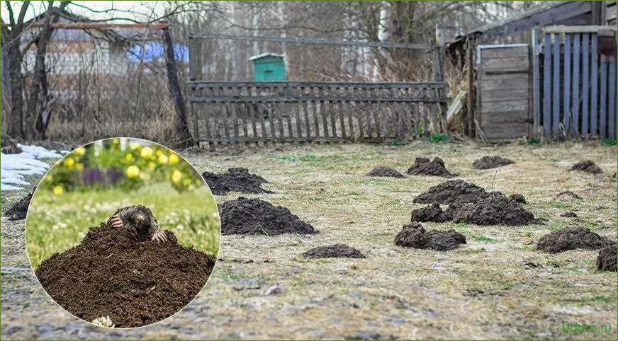 Как избавиться от кротов в саду и на огороде: народные и профессиональные способы борьбы