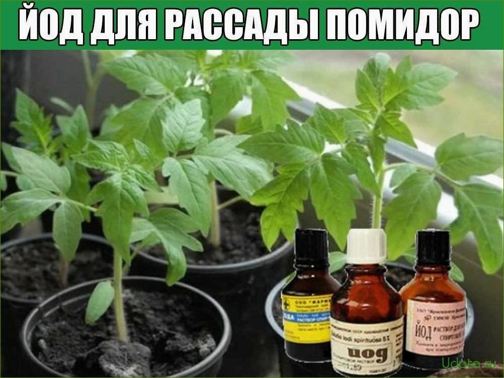 Лучшие препараты для работы с рассадой: советы профессионалов