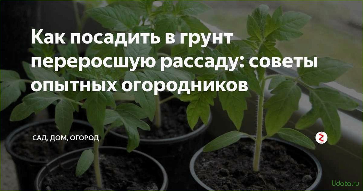 Лучшие препараты для работы с рассадой: советы профессионалов