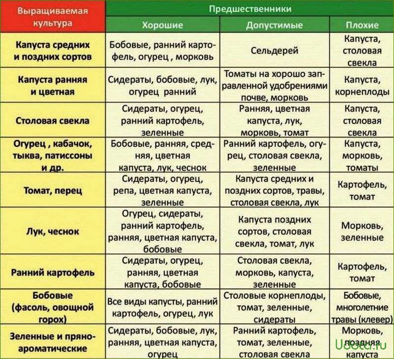 Можно ли сажать помидоры и огурцы, и что можно сажать до и после помидоров