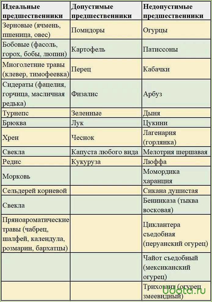 Можно ли сажать помидоры и огурцы, и что можно сажать до и после помидоров