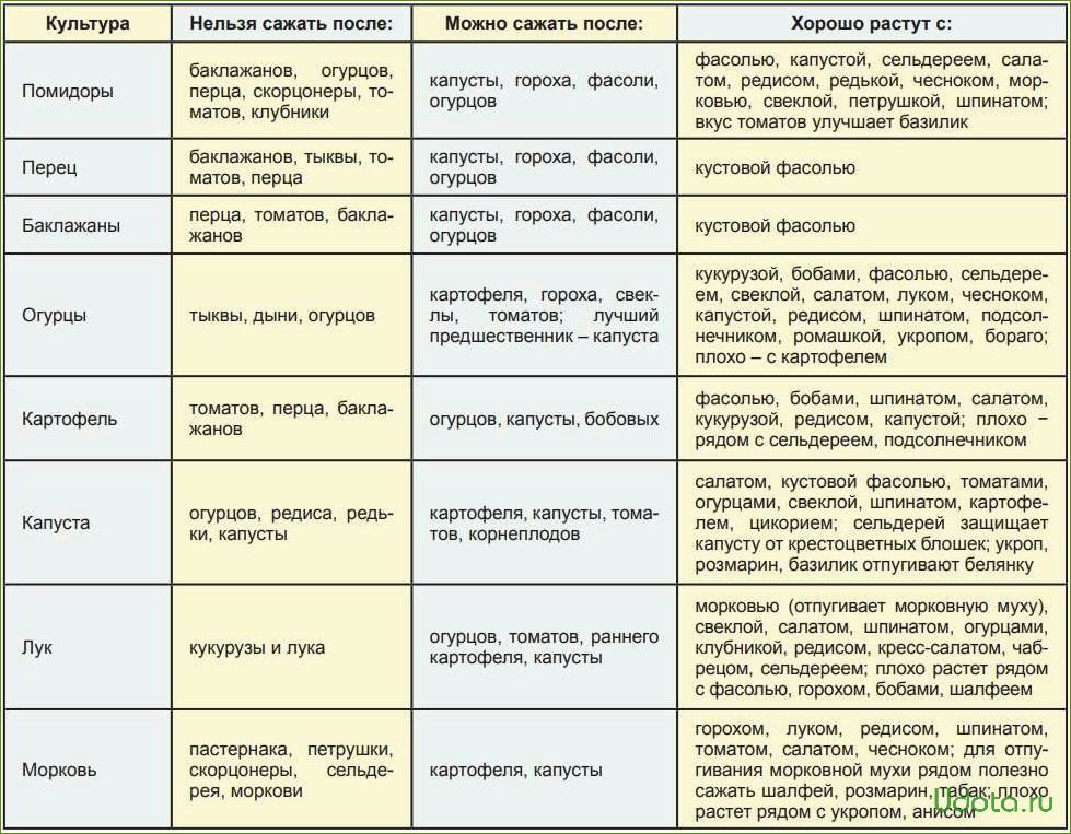 Можно ли сажать помидоры и огурцы, и что можно сажать до и после помидоров