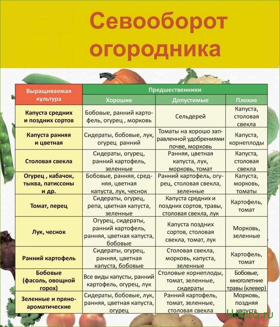 Можно ли сажать помидоры и огурцы, и что можно сажать до и после помидоров