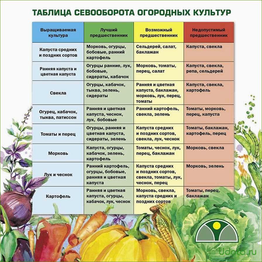 Можно ли сажать помидоры и огурцы, и что можно сажать до и после помидоров