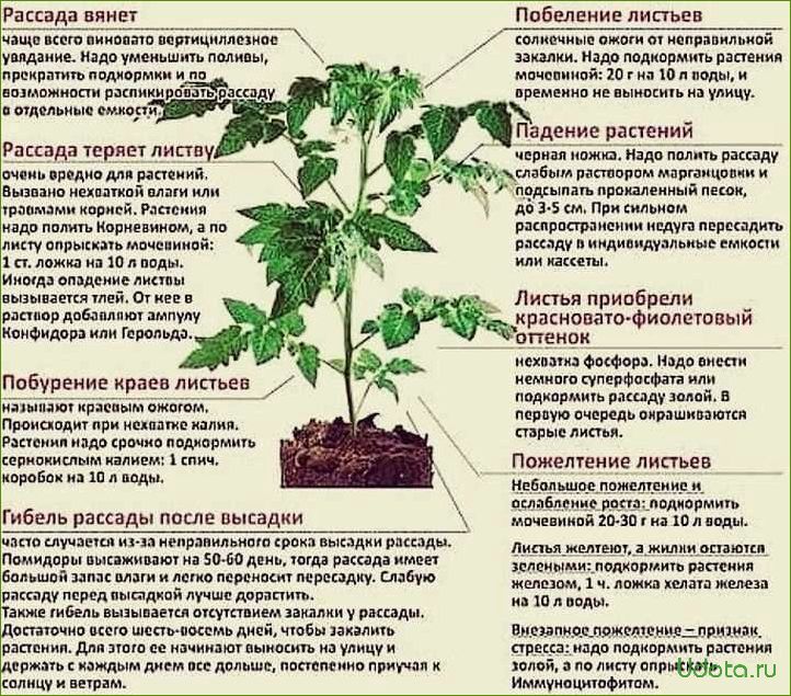 Выращивание рассады: ошибки слишком ранних подкормок