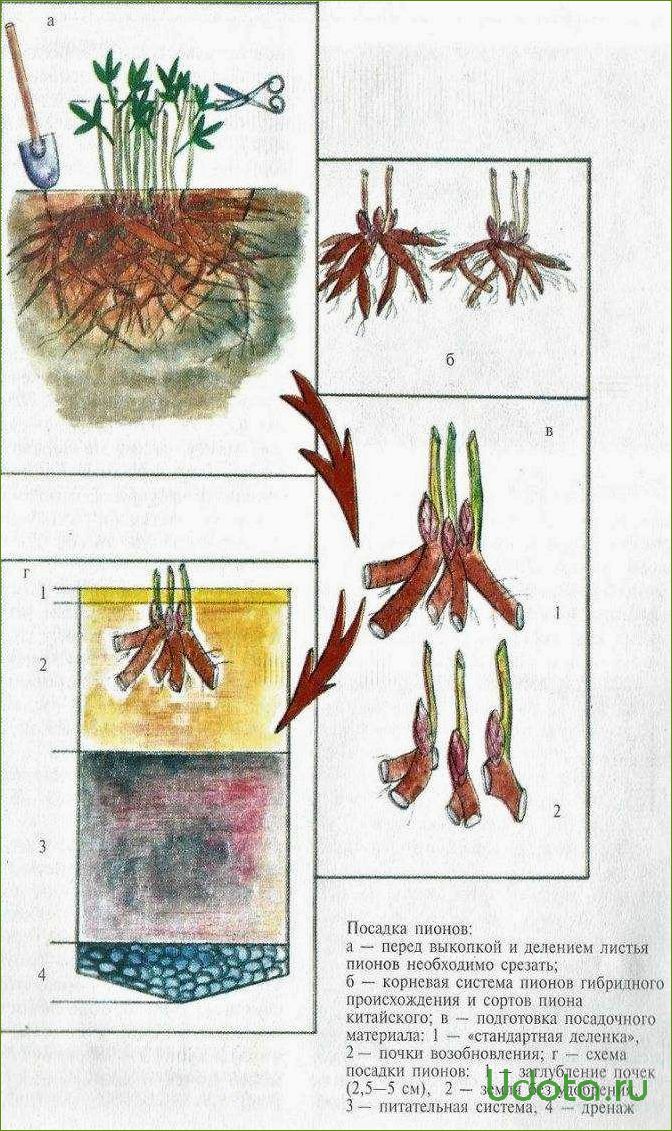 Пион: посадка и уход