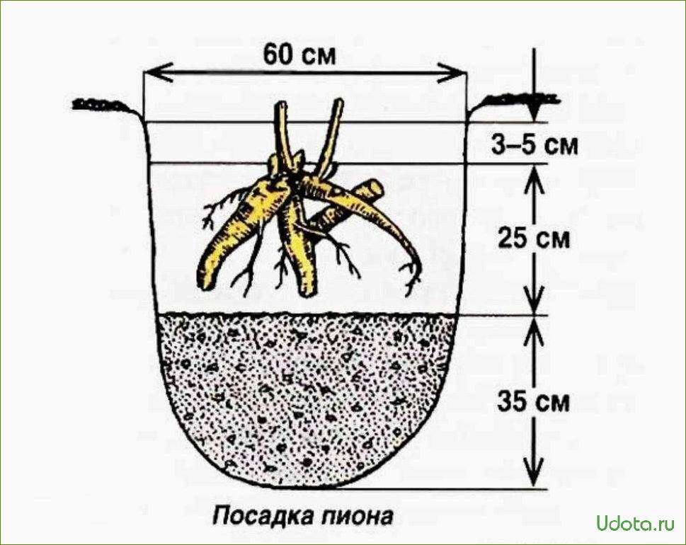 Пион: посадка и уход