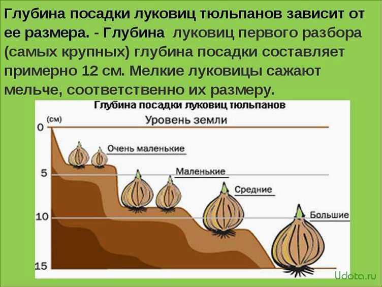 Посадка тюльпанов осенью: когда, куда, как