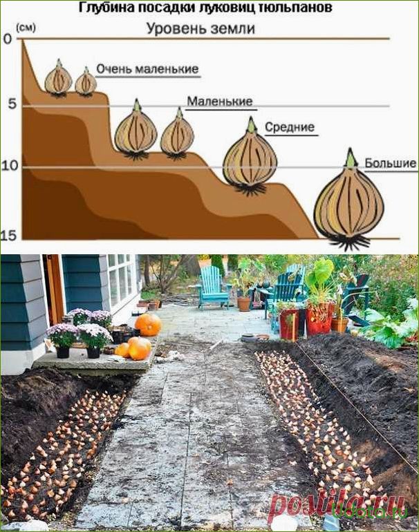 Посадка тюльпанов осенью: когда, куда, как