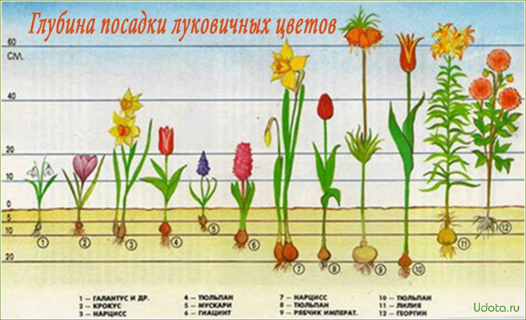 Посадка тюльпанов осенью: когда, куда, как