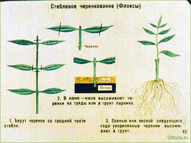 Размножение флоксов корневыми черенками