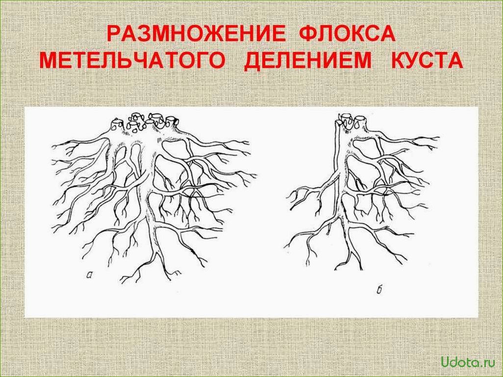 Размножение флоксов корневыми черенками