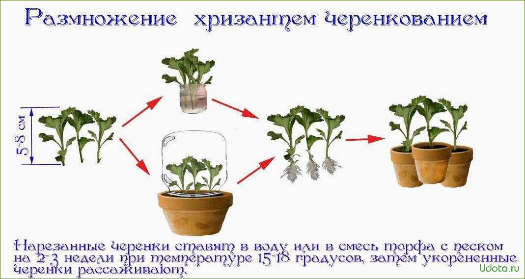 Методы размножения хризантем